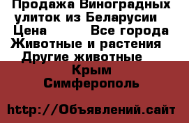 Продажа Виноградных улиток из Беларусии › Цена ­ 250 - Все города Животные и растения » Другие животные   . Крым,Симферополь